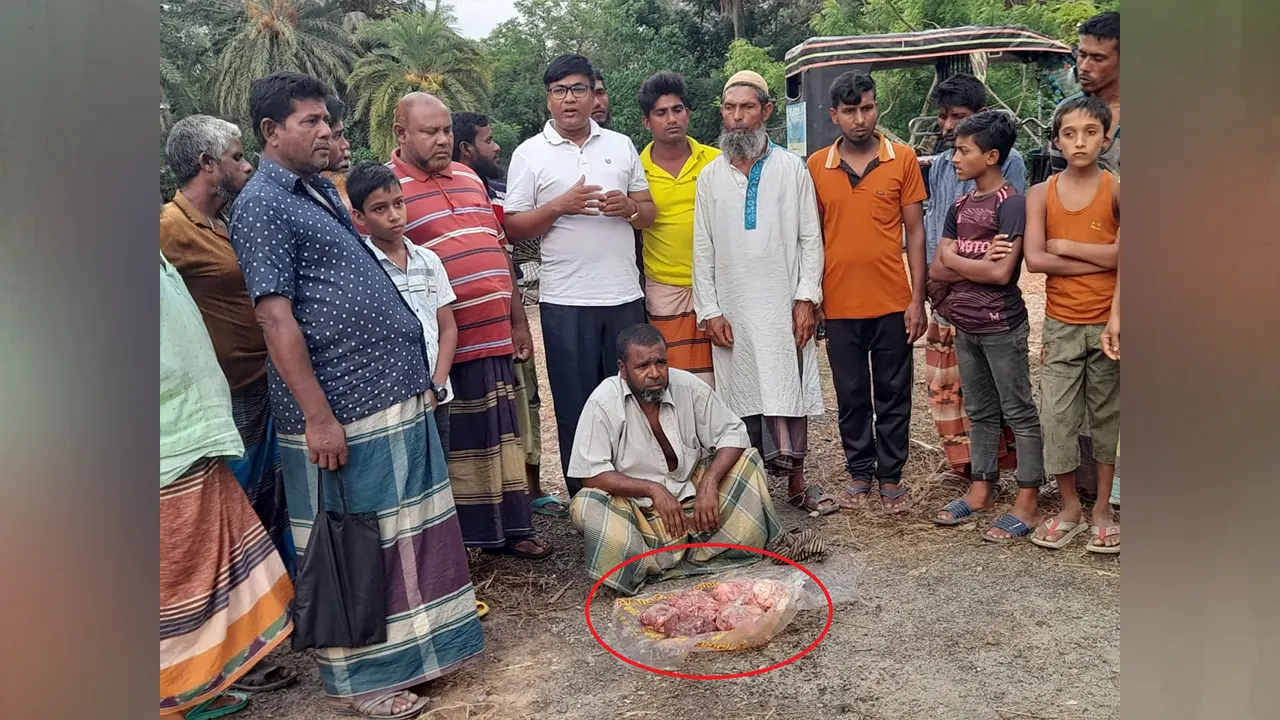 মরা গরুর পচা মাংস জব্দ করা হয়। ছবি : কালবেলা