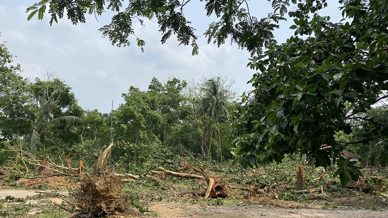 জাহাঙ্গীরনগর বিশ্ববিদ্যালয়ে গাছ কেটে বন উজাড়। ছবি : কালবেলা