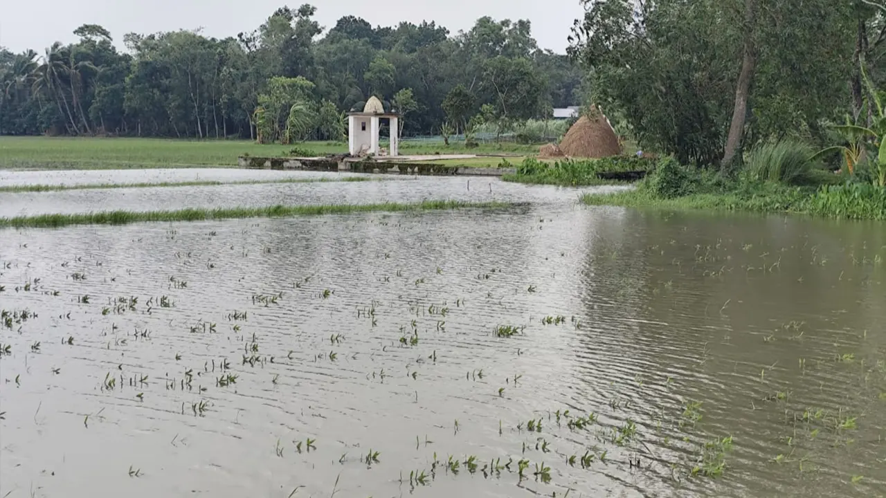 বৃষ্টিতে জলাবদ্ধ ফসলি জমি। ছবি : কালবেলা