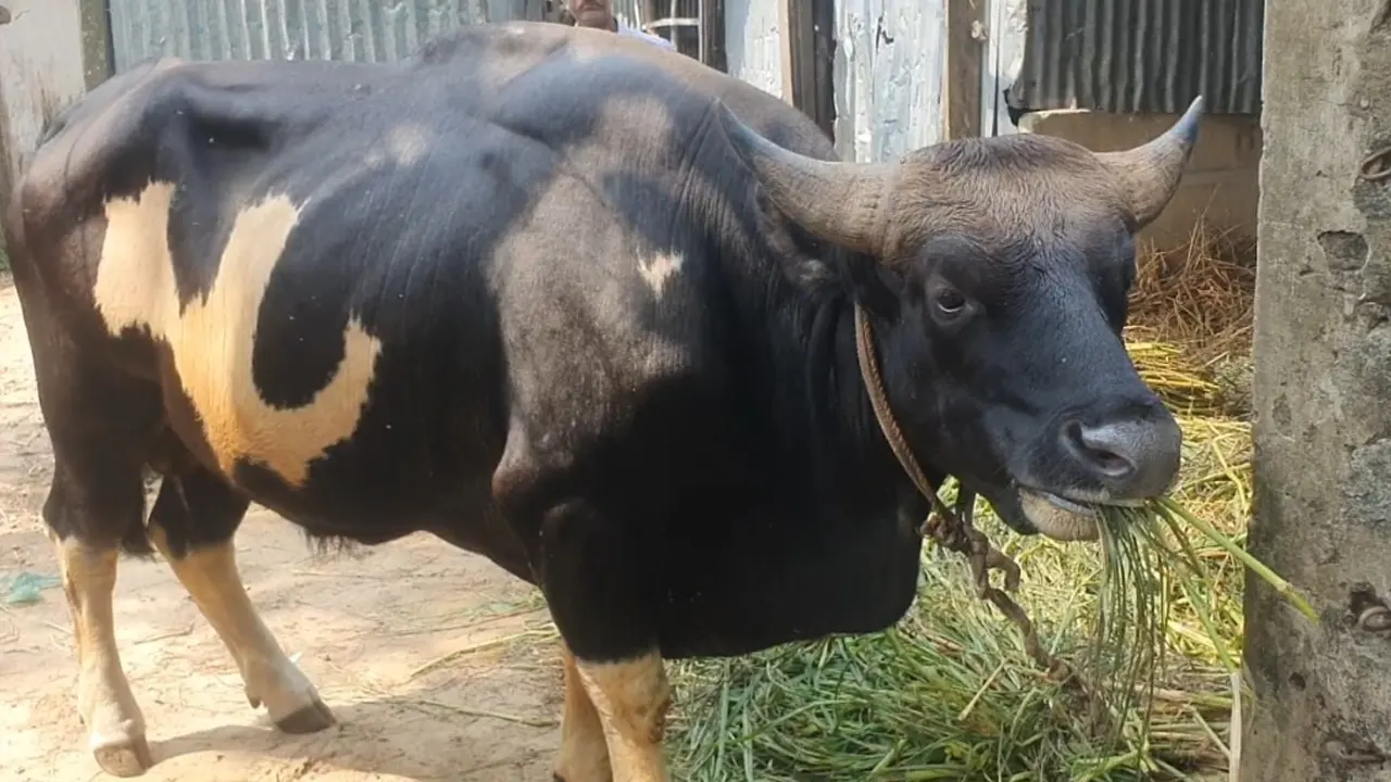 খামারে বেঁধে রাখা হয়েছে একটি গয়াল। ছবি : কালবেলা