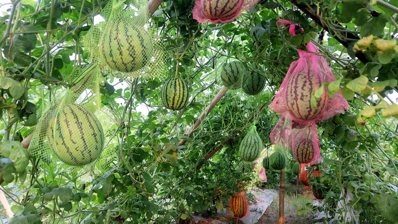 দিনাজপুরের ফুলবাড়ীতে আব্দুল হামিদের মাচায় ঝুলছে তরমুজ। ছবি : কালবেলা