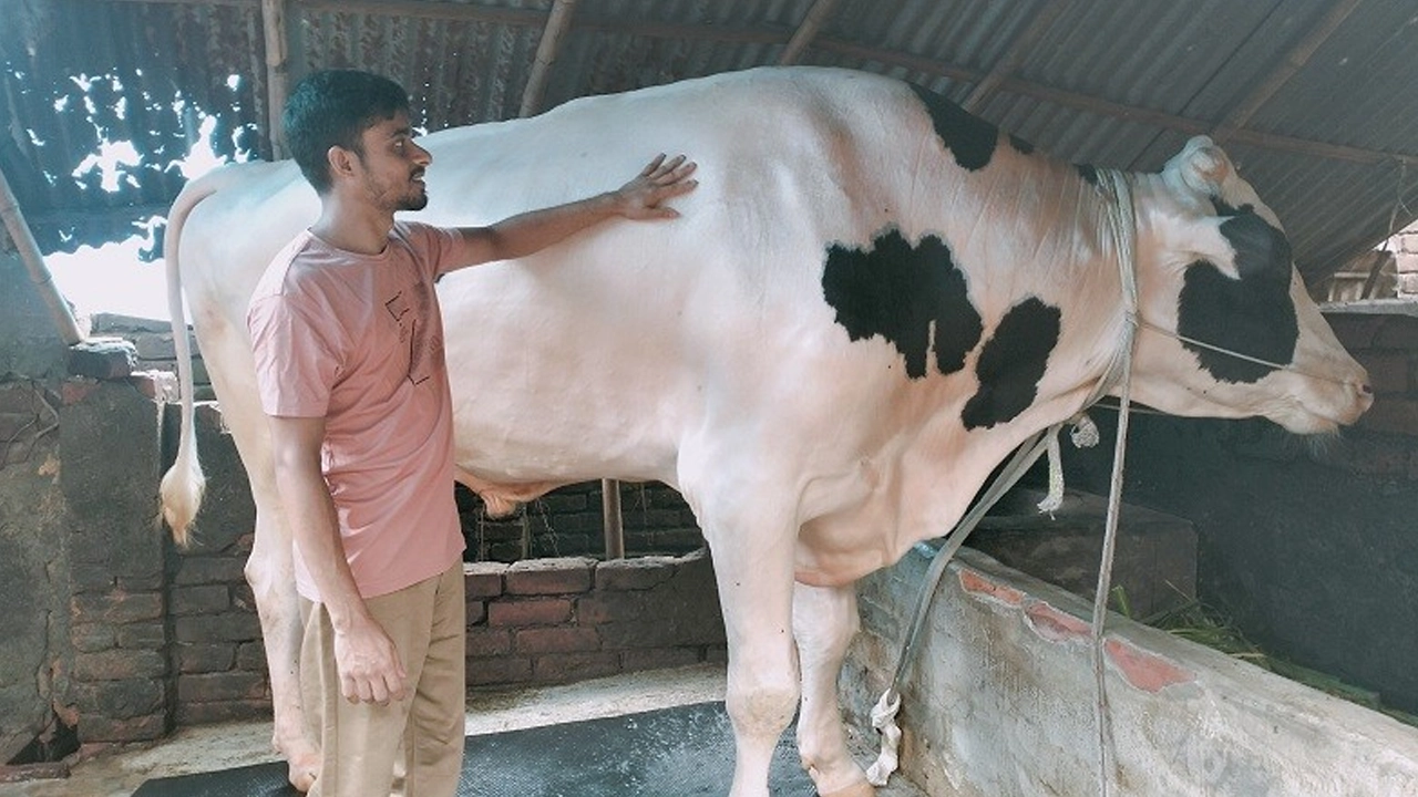 বগুড়ার ‘বাংলার রাজা’। ছবি : সংগৃহীত