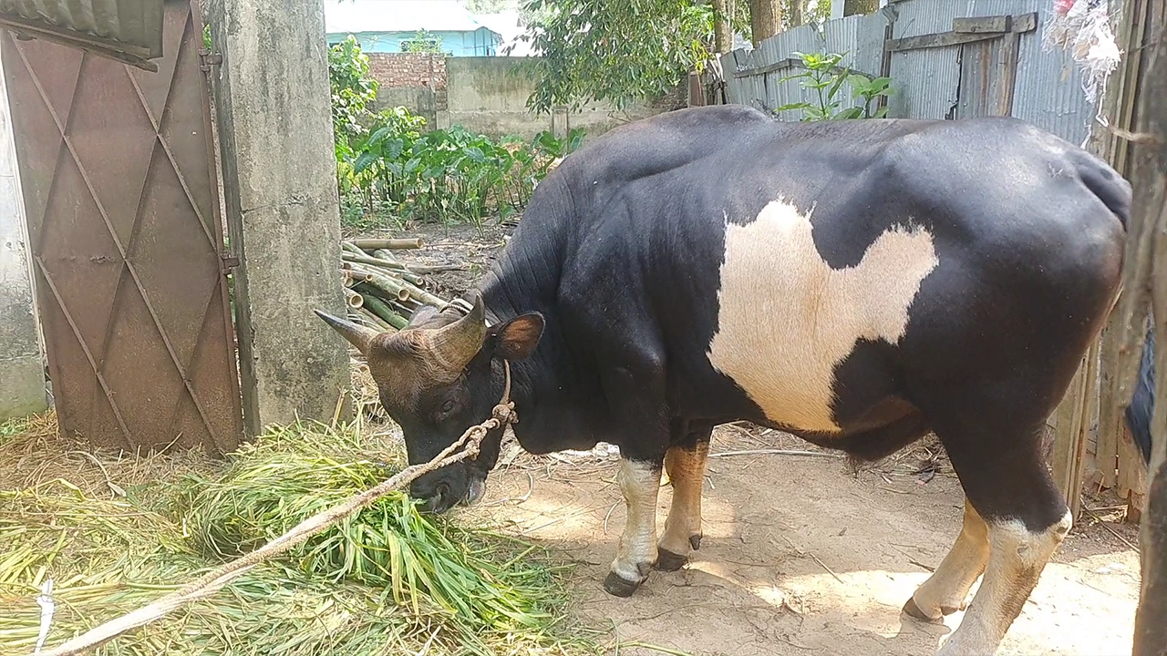 কুমিল্লার চৌদ্দগ্রামে গয়াল।