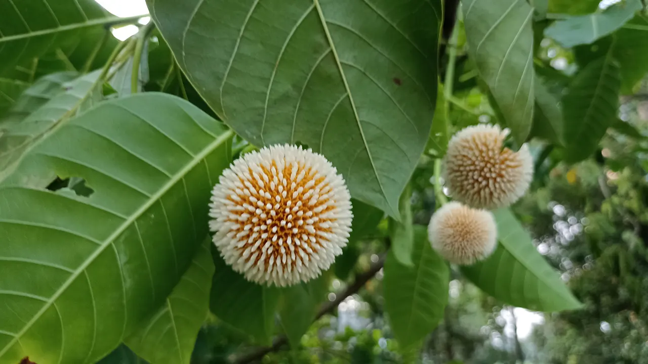 মন ভোলানো সৌন্দর্য নিয়ে বর্ষাদূত কদম ফুল। ছবি : কালবেলা