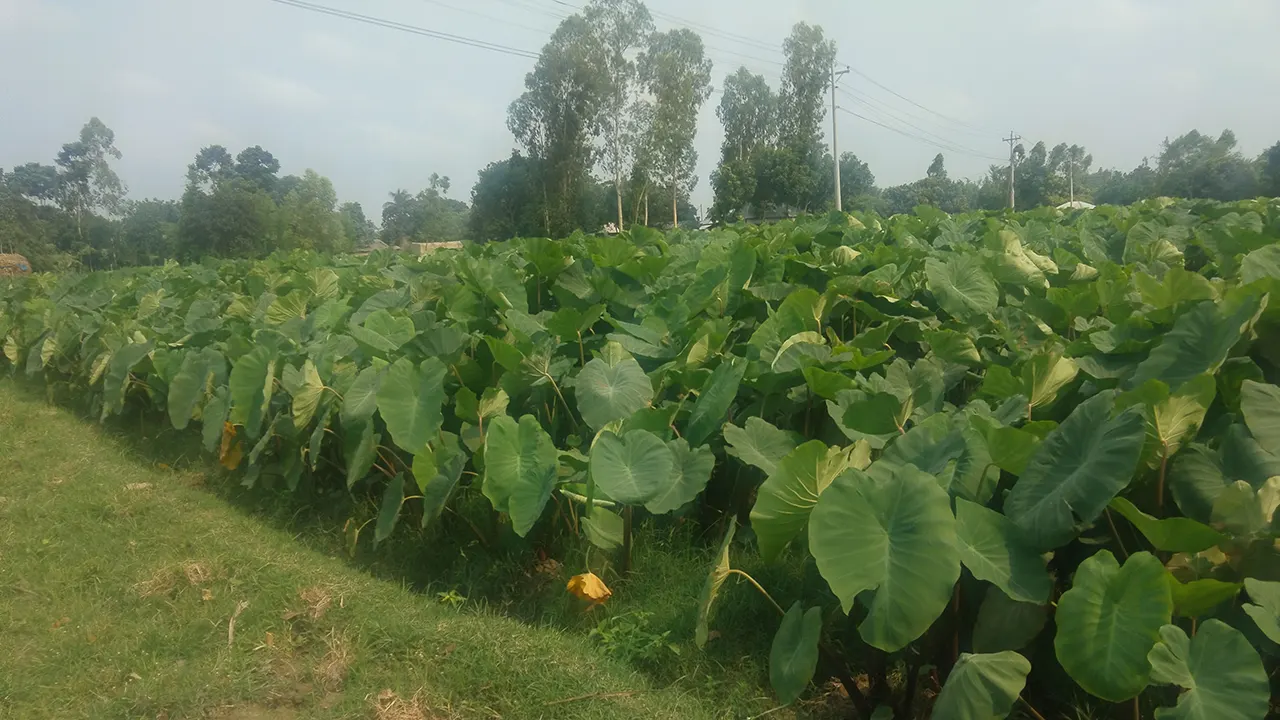 ঠাকুরগাঁওয়ে কচুর বাম্পার ফলন। ছবি : কালবেলা