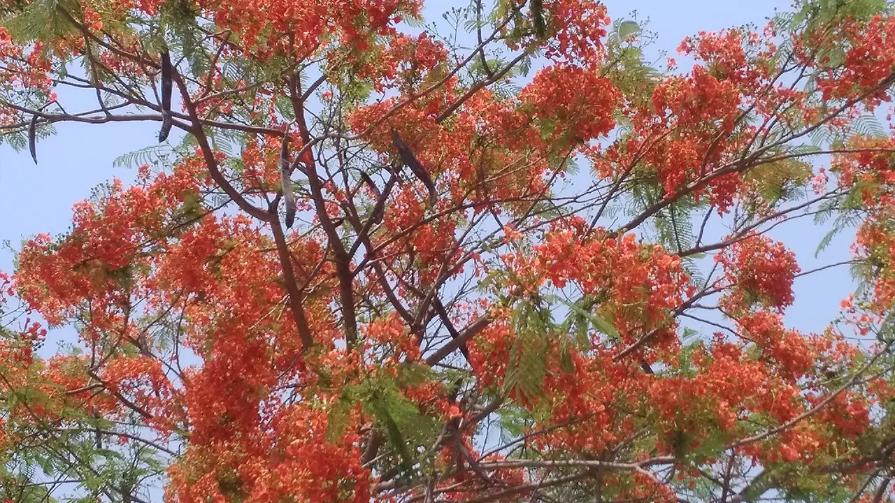 লাল টকটকে ফুলে ভরা কৃষ্ণচূড়া গাছ। ছবি : কালবেলা