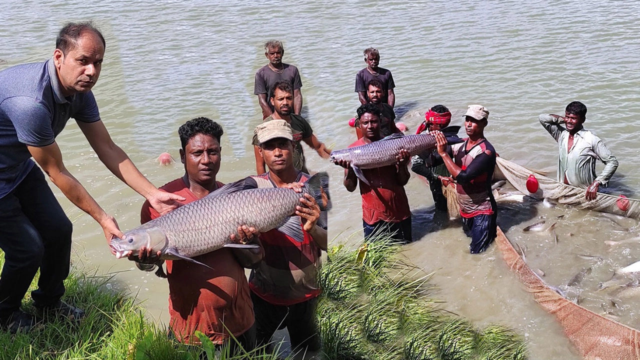 বলুহর কেন্দ্রীয় মৎস্য হ্যাচারি। ছবি : কালবেলা