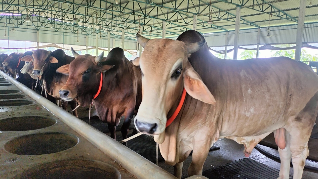 কোরবানির জন্য খামারে প্রস্তুত করা গবাদিপশু। ছবি : কালবেলা