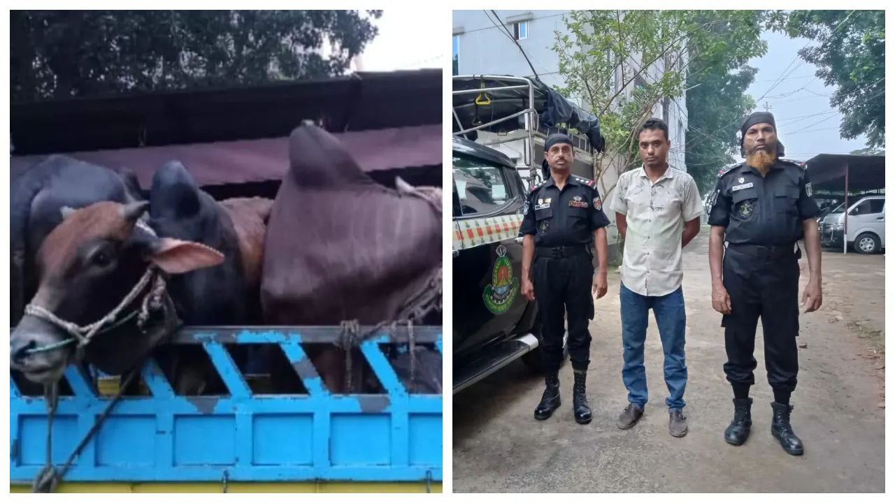 পিকআপ বোঝাই গরু (বাঁয়ে), র‍্যাব-৭ এর হাতে গ্রেপ্তারকৃত চোরচক্রের হোতা মো. শামীম ভূঁইয়া (ডানে)। ছবি : কালবেলা