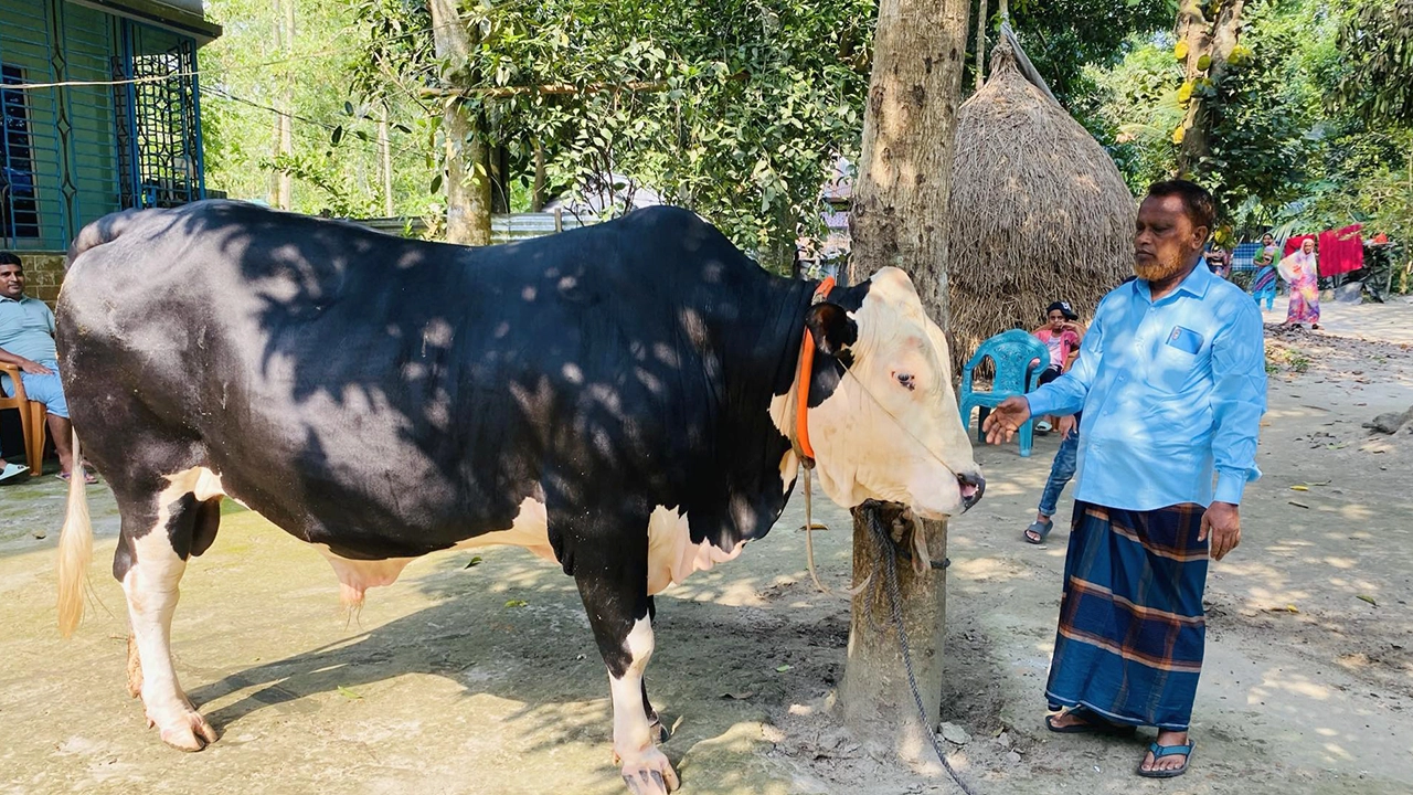 কোরবানির জন্য প্রস্তুত হলিস্টিন ফ্রিজিয়ান জাতের ষাঁড়। ছবি : কালবেলা