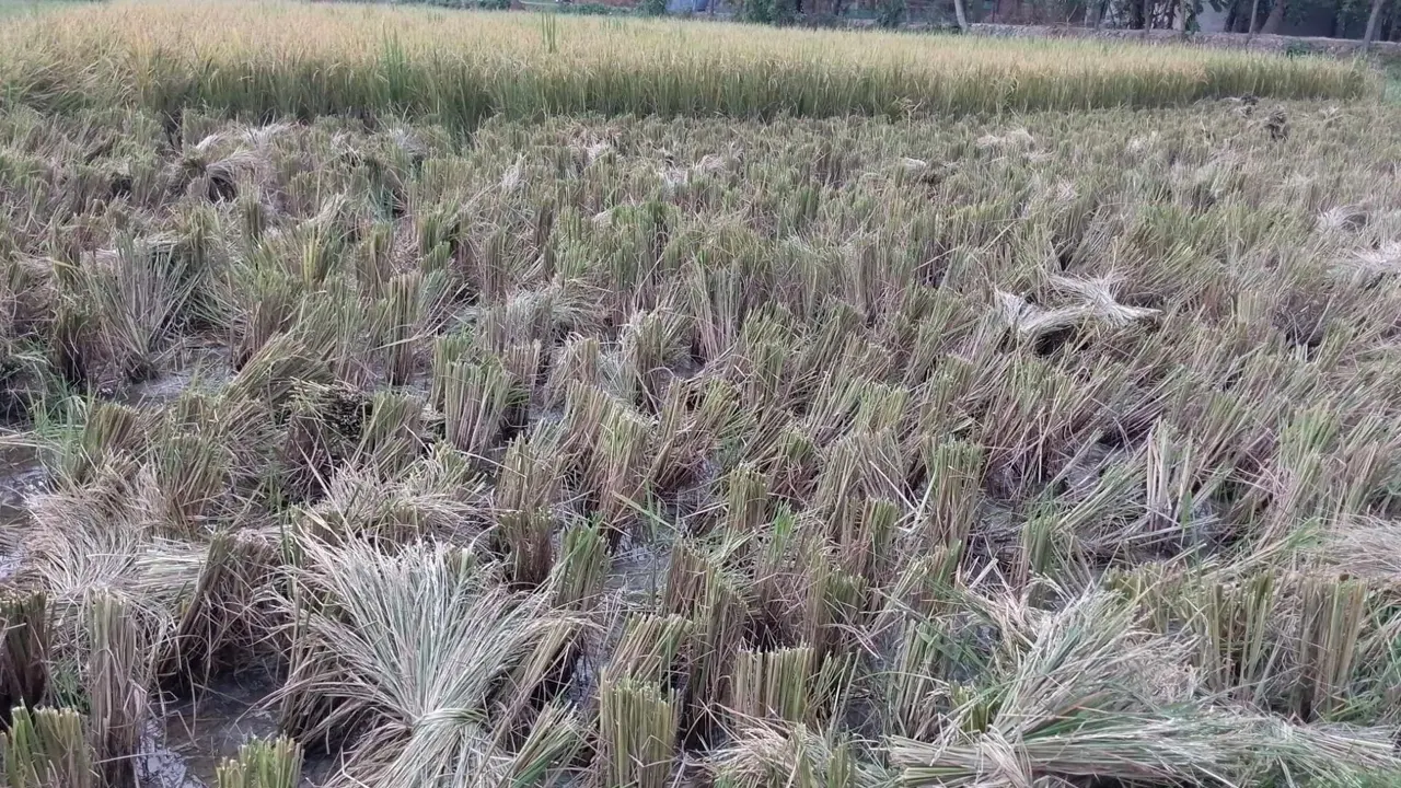 কেটে ফেলা বীর মুক্তিযোদ্ধা আব্দুল জব্বারের ধানক্ষেত। ছবি : কালবেলা