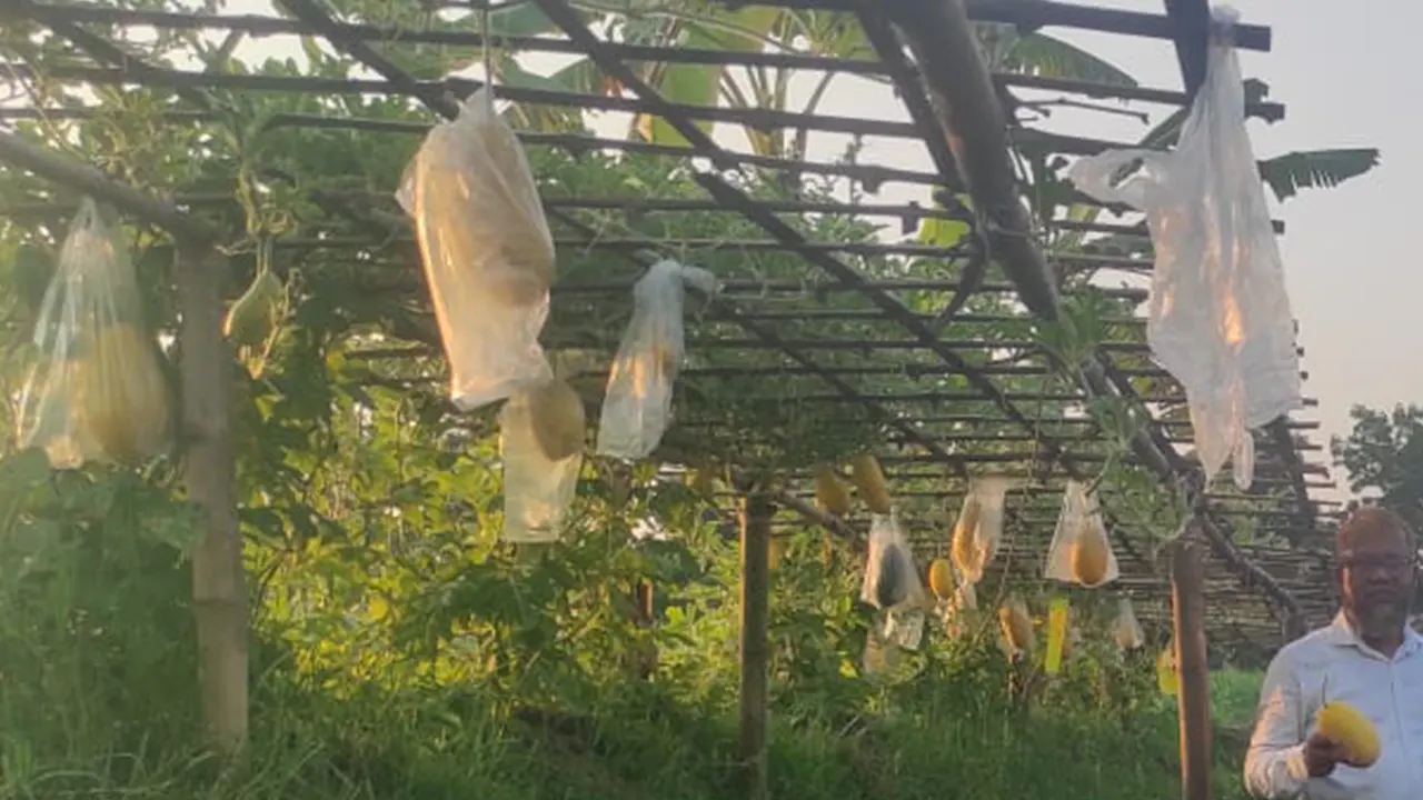 পুকুর পাড়ে ঝুলে আছে তরমুজ। ছবি : কালবেলা