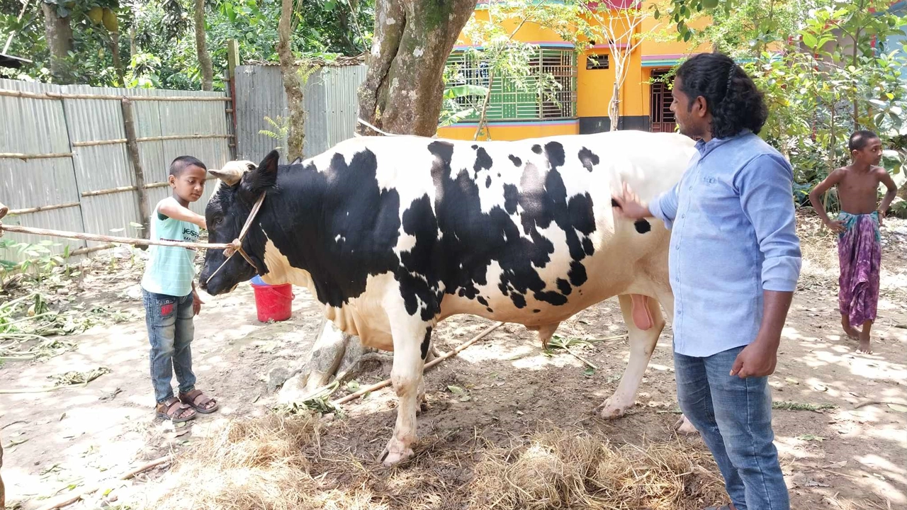উন্নত ফ্রিজিয়ান জাতের রাজাবাবুর সঙ্গে রাজমিস্ত্রি মো. আব্দুর রসিদ। ছবি : কালবেলা