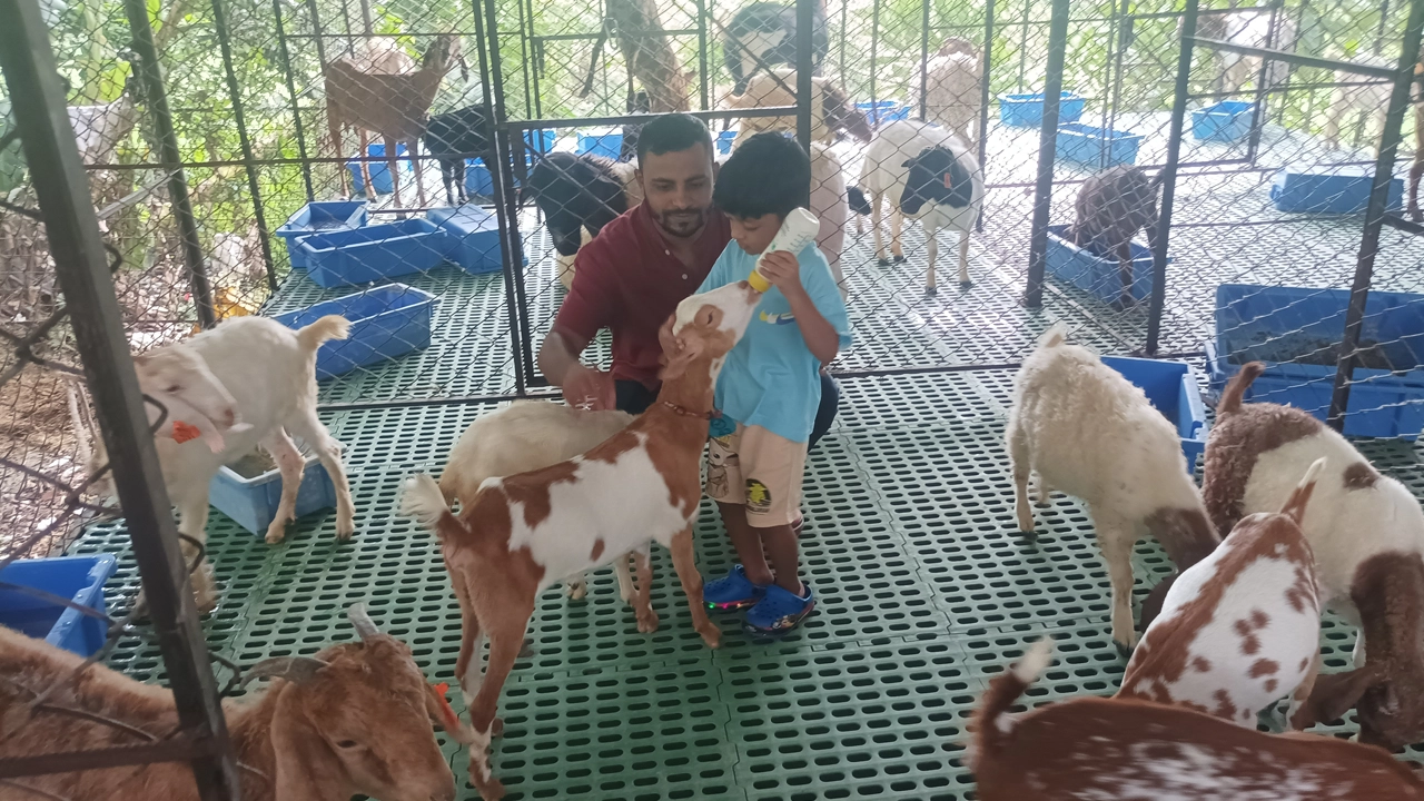 উদ্যোক্তা আদনান চৌধুরী তার একমাত্র ছেলেকে নিয়ে ছাগলের পরিচর্যা করছেন। ছবি : কালবেলা