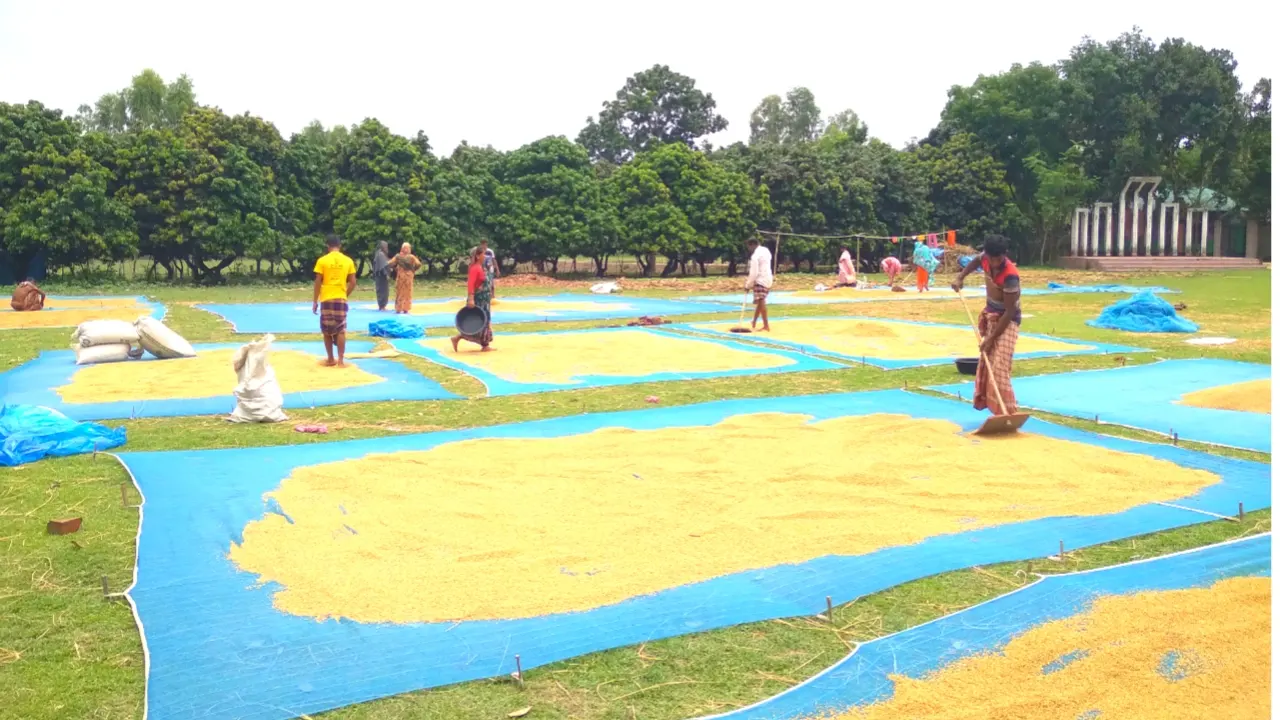 ধান শুকাতে ব্যস্ত কৃষকরা। ছবি : কালবেলা