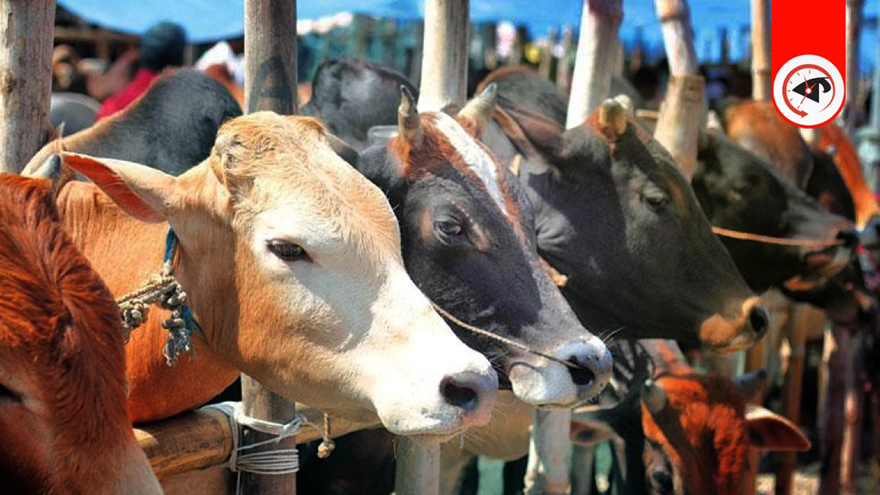 কোরবানির গোশত ভাগ করার নিয়ম