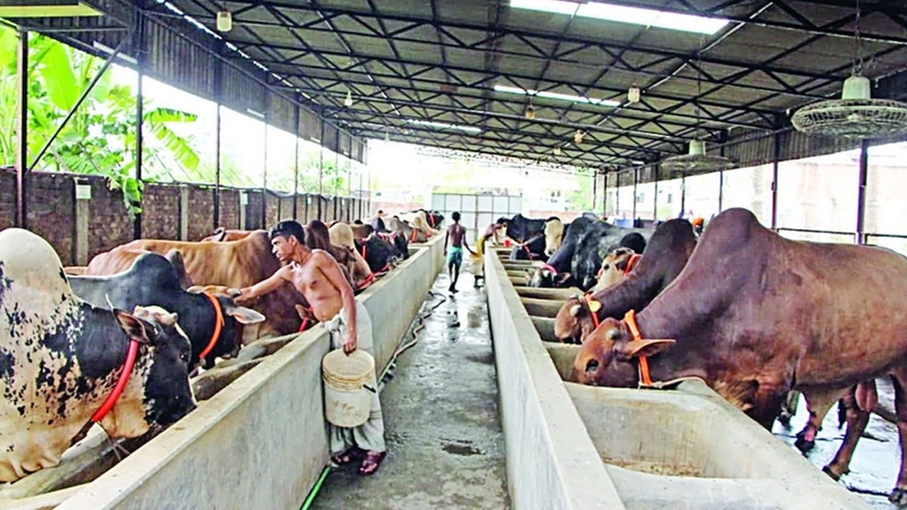 দাগনভূঞা উপজেলার একটি খামার। ছবি : কালবেলা
