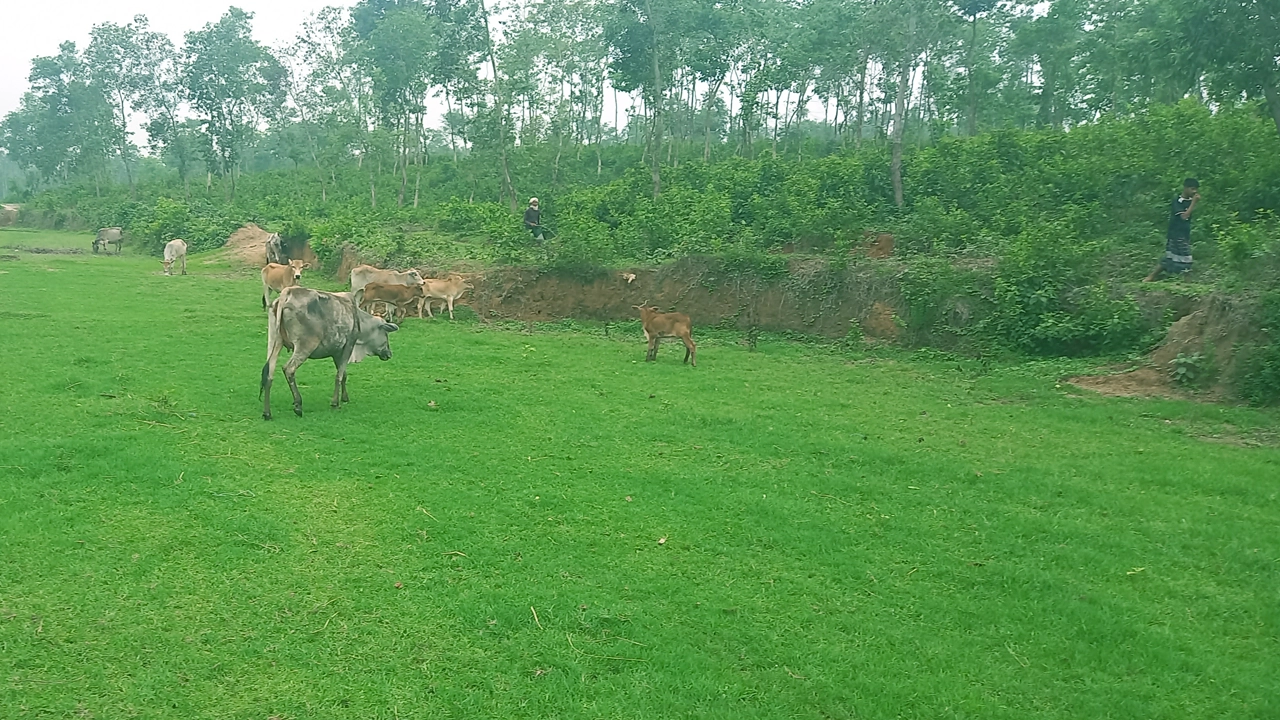গারো পাহাড়ের সমতলভূমিতে কচি ঘাস ও লতাপাতা খাচ্ছে গবাদিপশু। ছবি : কালবেলা