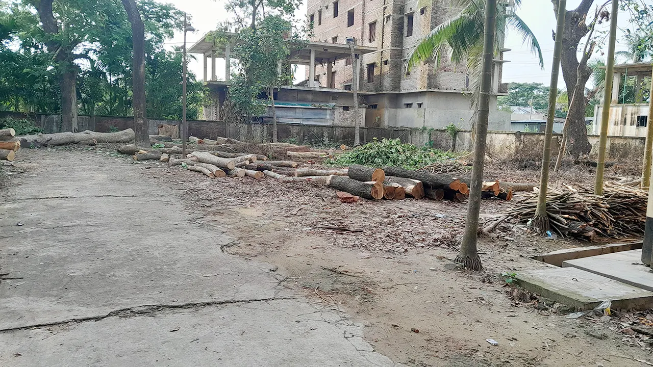 আনোয়ারা হাসপাতালে কাটা গাছের একাংশ। ছবি : কালবেলা