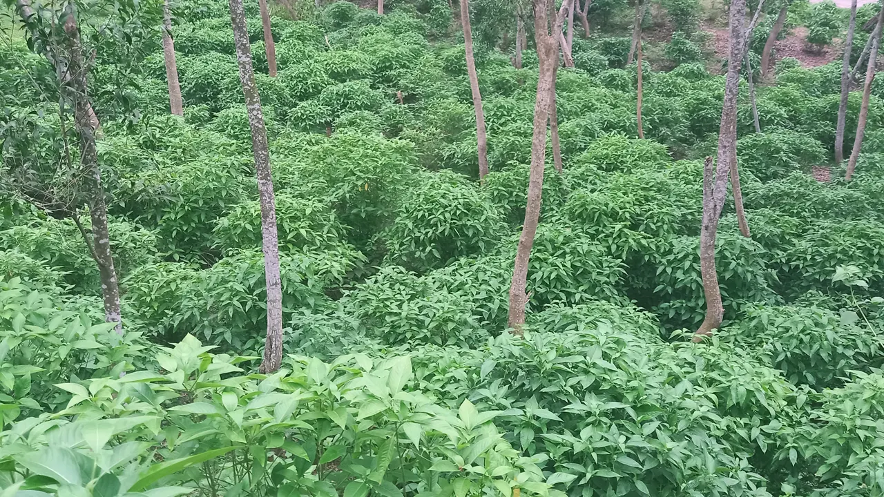 গারো পাহাড়ে তৈরি করা বাসক বাগান। ছবি : কালবেলা