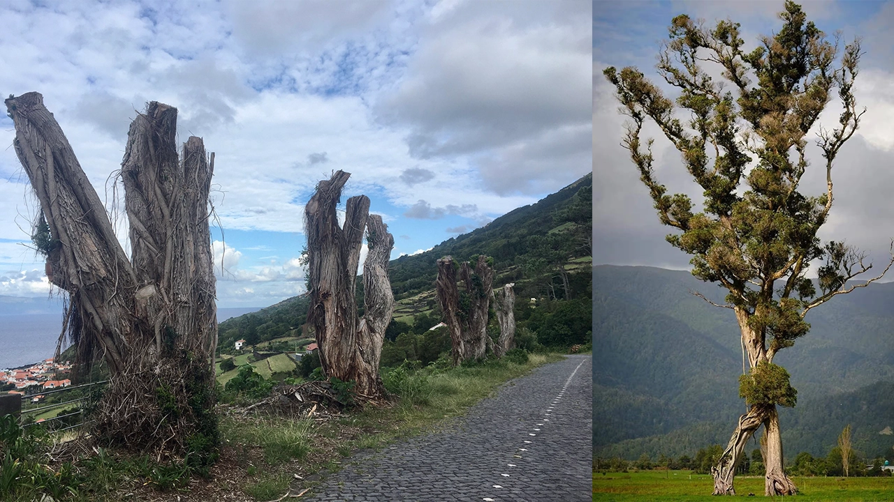 নর্দান রাতা জাতের গাছ। ছবি : সংগৃহীত