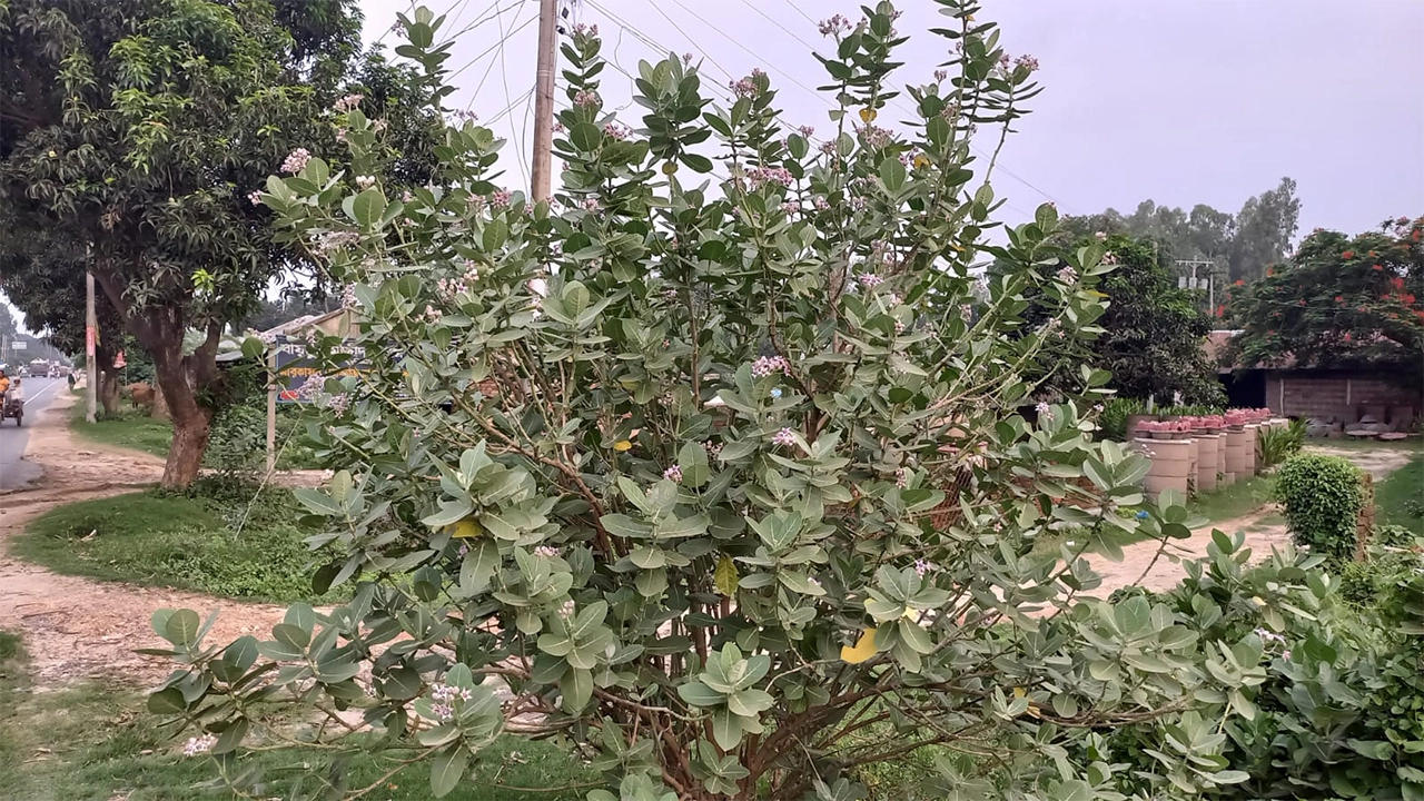 ভেষজ উদ্ভিদ আকন্দ। ছবি : কালবেলা