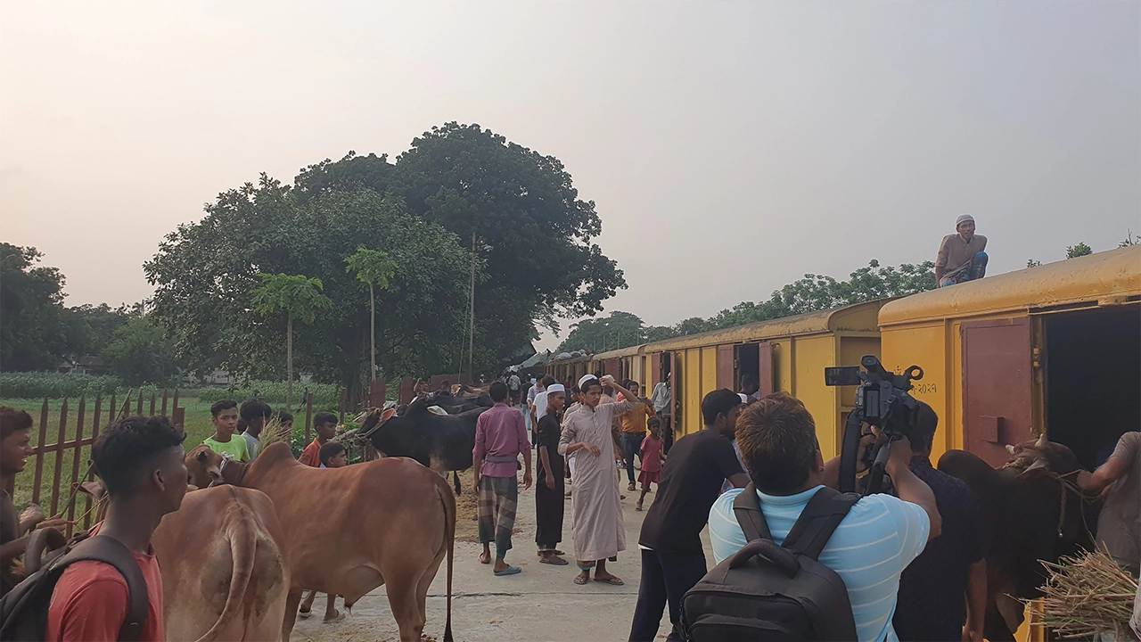 জামালপুরের ইসলামপুরে ক্যাটল স্পেশাল ট্রেন। ছবি : কালবেলা