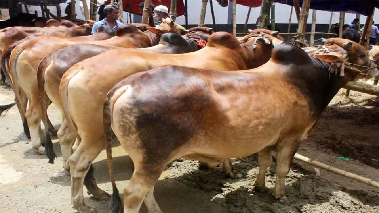 পুরোনো ছবি