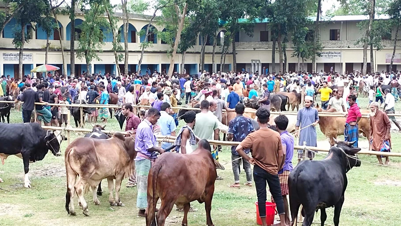 নরসিংদীর রায়পুরায় বিদ্যালয়ের মাঠে অবৈধভাবে বসানো হয় কোরবানি পশুর হাট। ছবি : কালবেলা