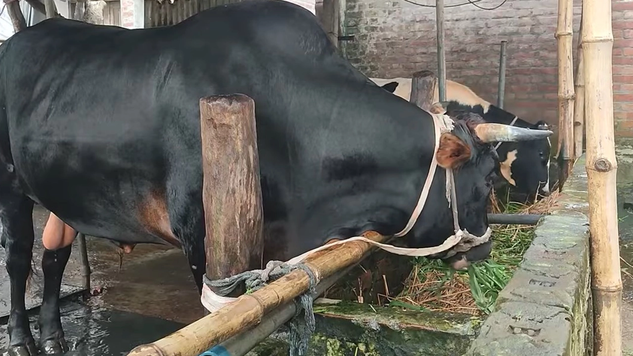 মুন্সীগঞ্জ জেলা কারাগারে গরু পরিচর্যা। ছবি : কালবেলা