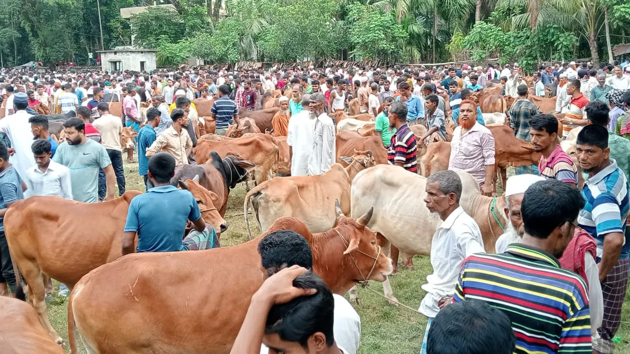 ভোলা বালিয়া মিঞা বাড়ির পশুর হাট। ছবি : কালবেলা