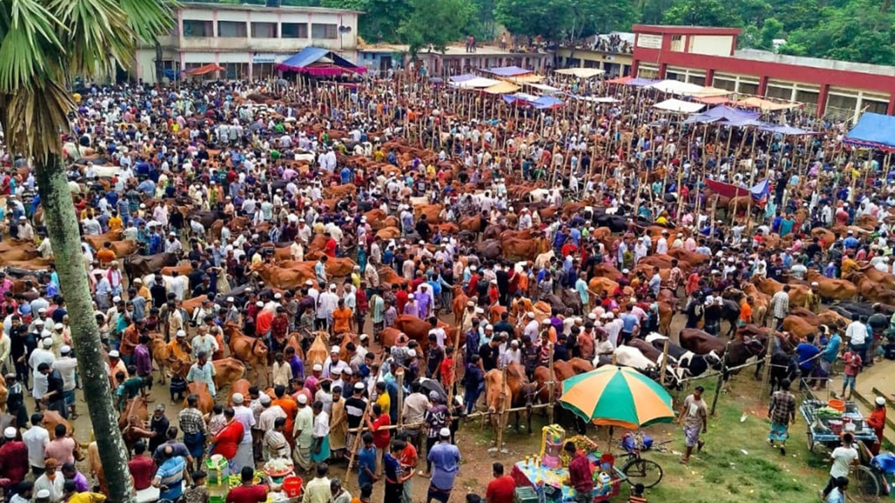কুমিল্লার চান্দিনার দোল্লাই নবাবপুর আহসান উল্লাহ উচ্চ বিদ্যালয় ও প্রাথমিক বিদ্যালয় মাঠে গরুর বাজার। ছবি : কালবেলা