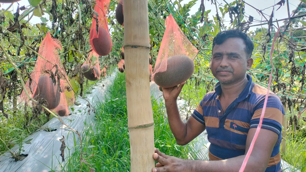 নিজের তরমুজ ক্ষেতে কৃষক আব্দুর রব। ছবি : কালবেলা