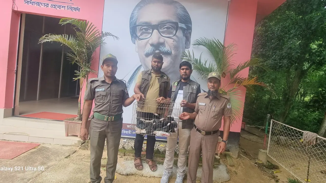 রাঙ্গুনিয়া ইকোপার্কে হস্তান্তর করা হয়েছে ১২টি পানকৌড়ি। ছবি : কালবেলা