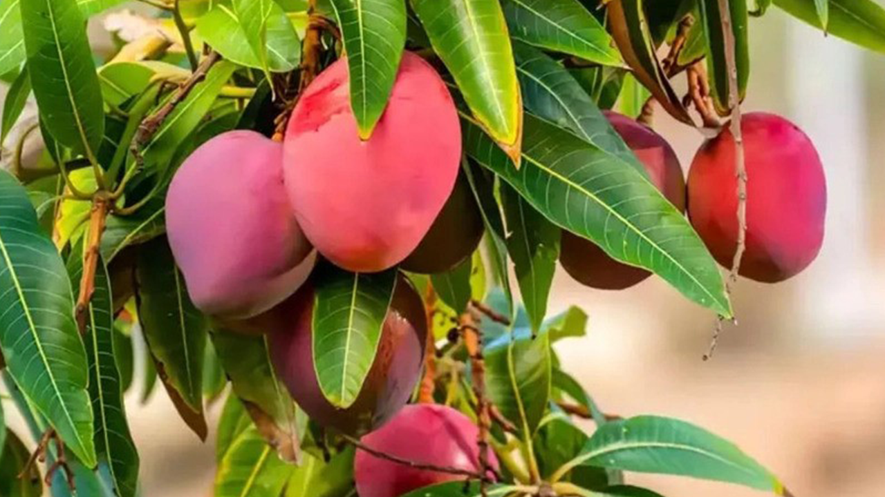 মিয়াজাকি আম। ছবি : সংগৃহীত