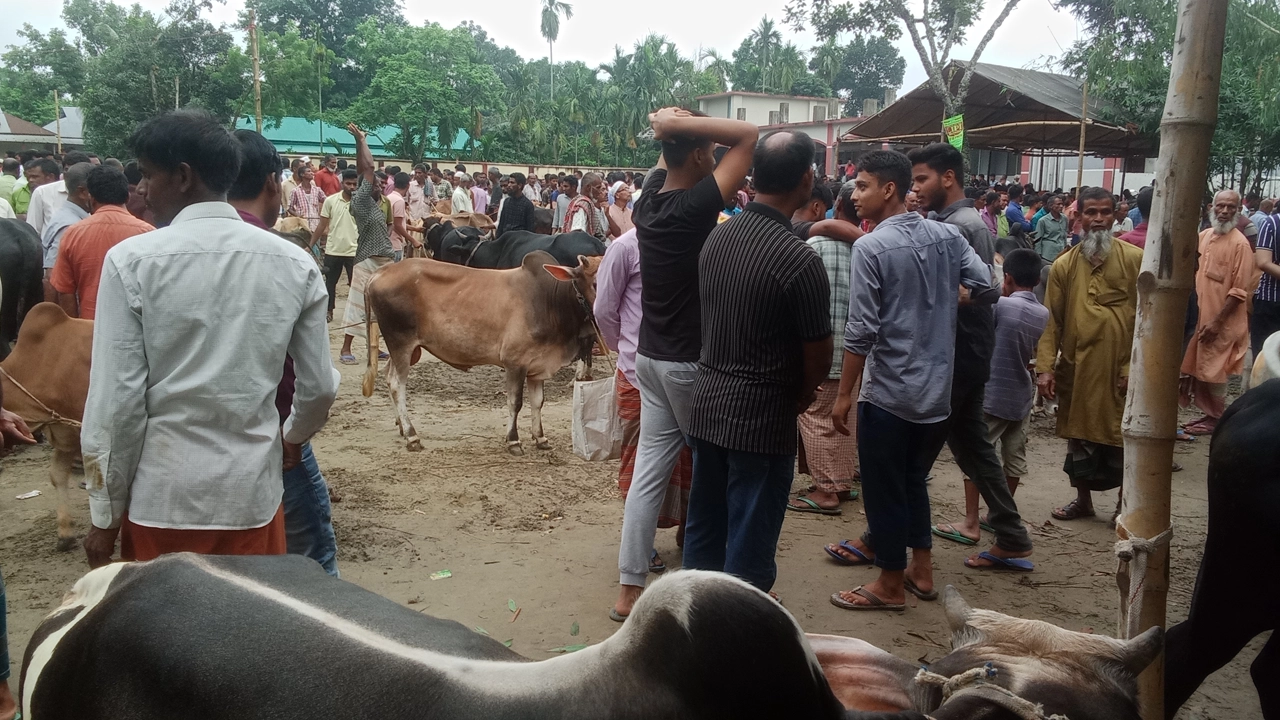 শিয়ালখোওয়ায় জমে উঠেছে কোরবানির পশুর হাট। ছবি : কালবেলা