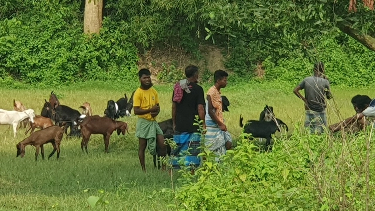 ওজন বাড়াতে জোরপূর্বক ছাগলকে নল দিয়ে পানি খাইয়ে মোটাতাজা করছেন অসাধু বিক্রেতারা। ছবি : কালবেলা