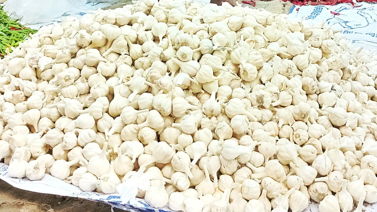 খুচরা বাজারে বিক্রির জন্য স্তূপ করে রাখা হয়েছে রসুন। ছবি : কালবেলা