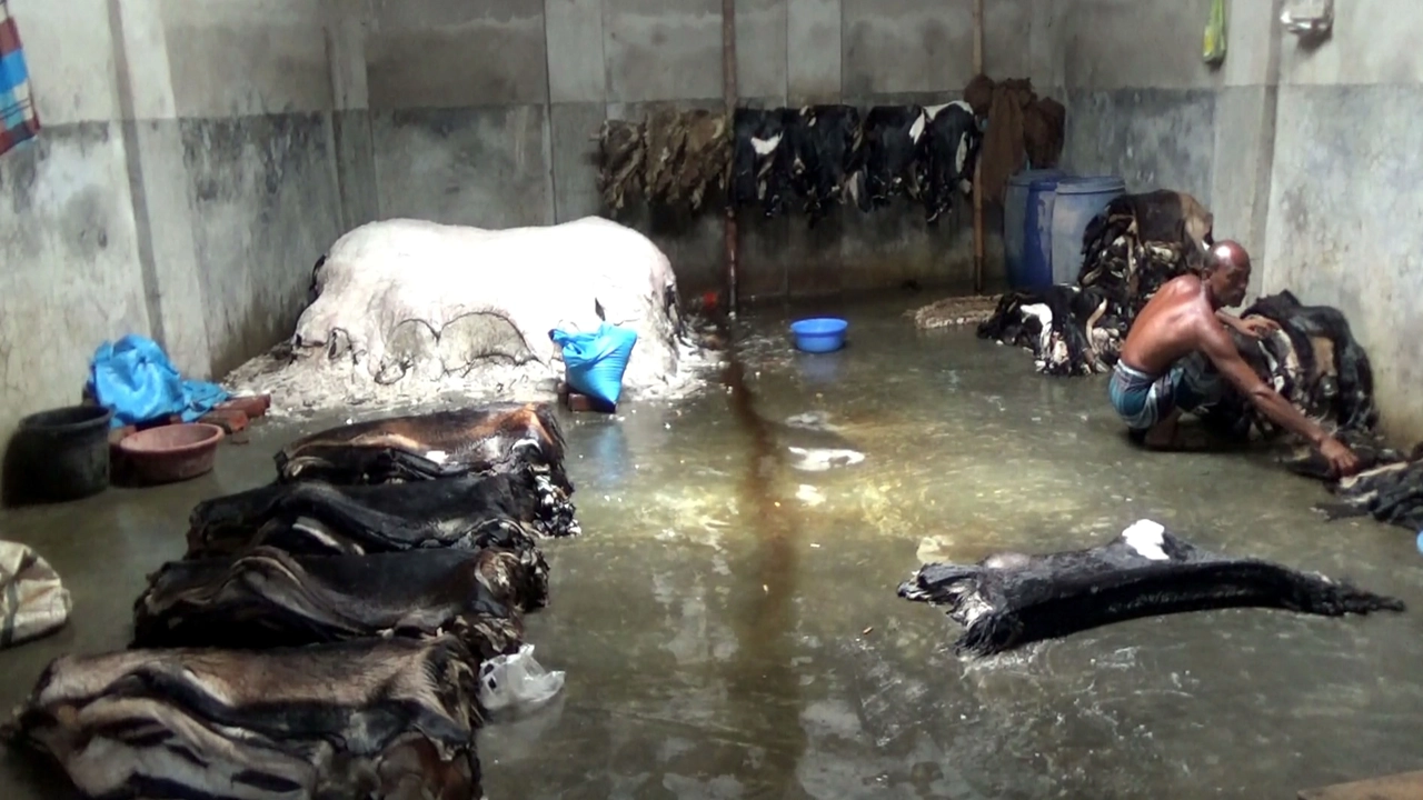 গুদামঘরে চামড়া প্রক্রিয়াজাত করছেন এক ব্যবসায়ী। ছবি : কালবেলা