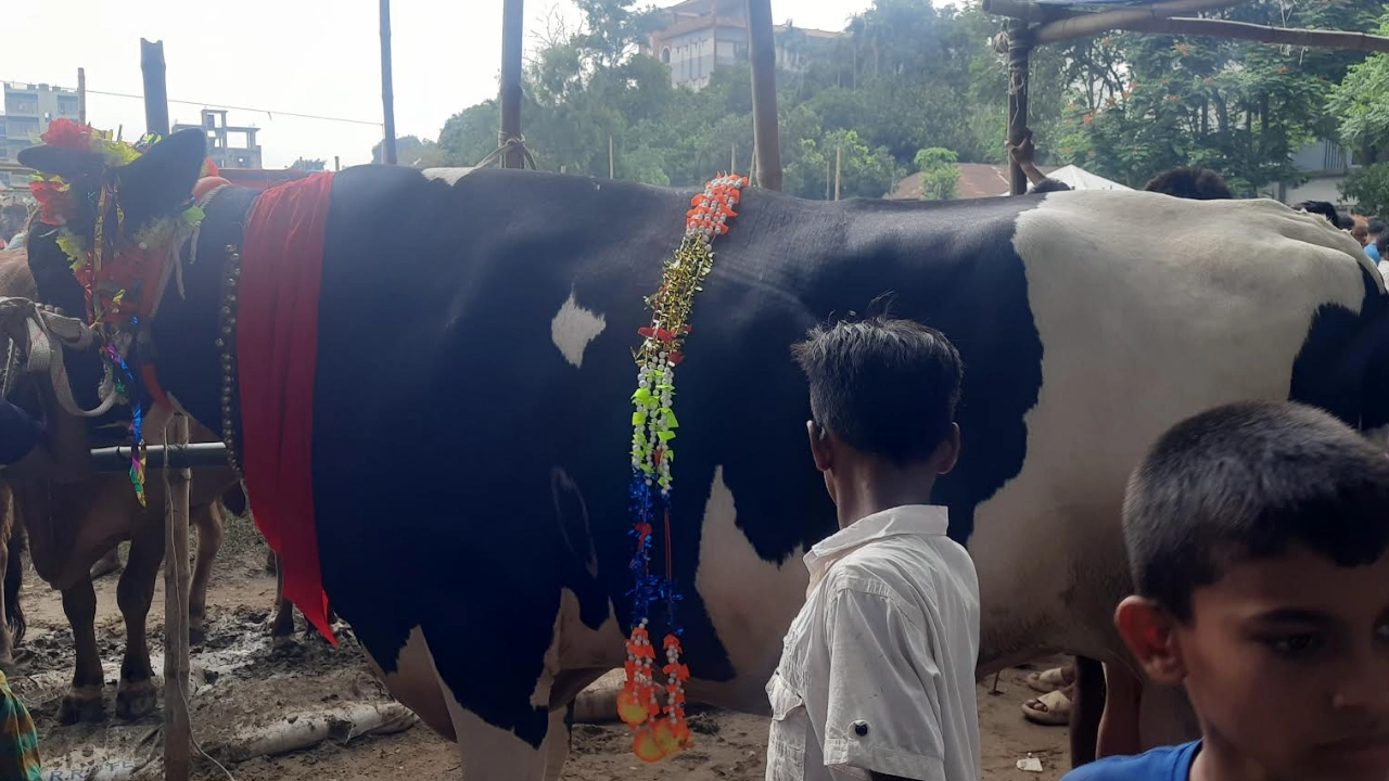 বিশালদেহী গরু শান্ত রাজ। ছবি : কালবেলা