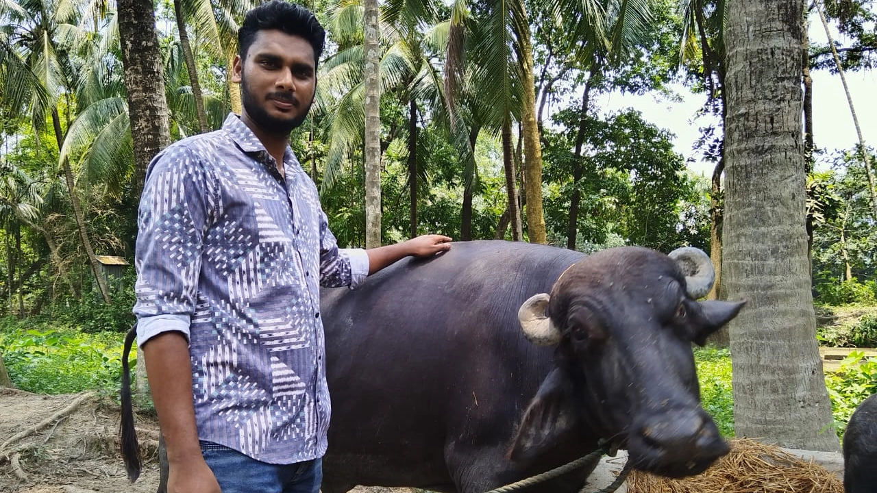 নিজের খামারের মহিষের সঙ্গে এমবিএ পাস আনোয়ারুল জাবেদ। ছবি : কালবেলা