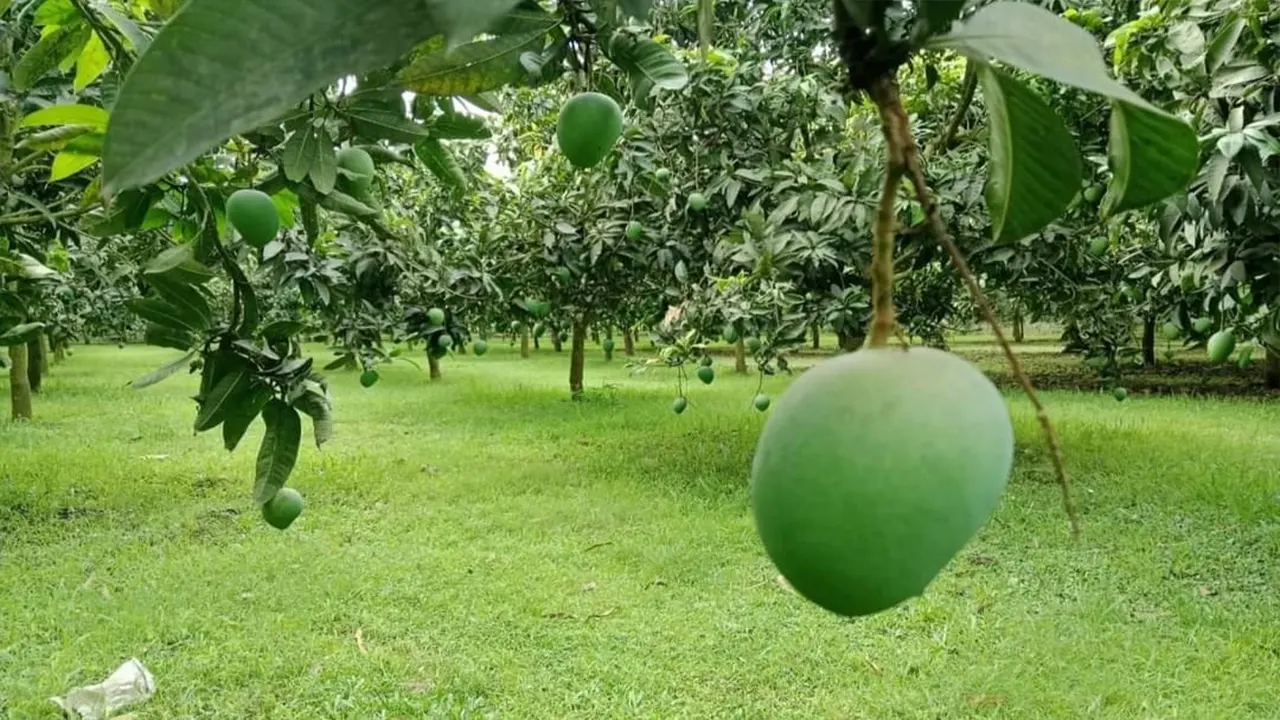 মিঠাপুকুরের জিআই পণ্য হাঁড়িভাঙ্গা আম। ছবি : কালবেলা