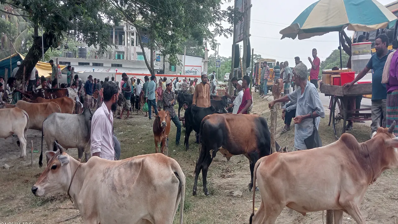 ক্রেতাশূন্য হয়ে পড়েছে কোরবানি পশুর হাট। ছবি : কালবেলা