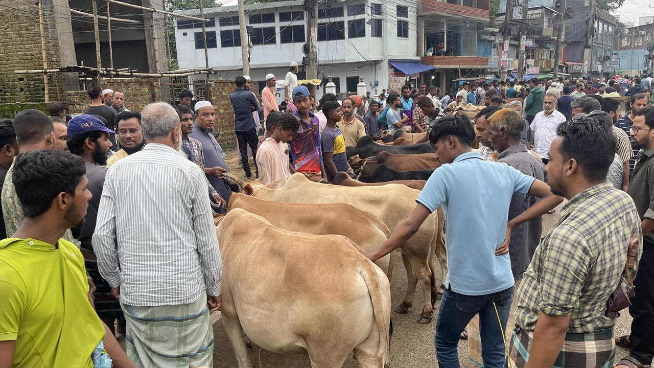 সিলেটের পশুর হাট। ছবি : কালবেলা