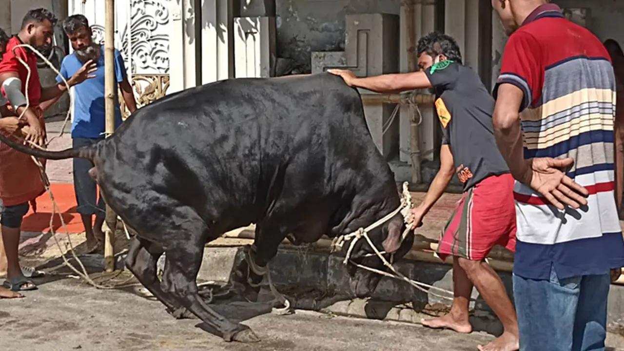 পশু কোরবানির পূর্ব প্রস্তুতির মুহূর্ত। ছবি : সংগৃহীত