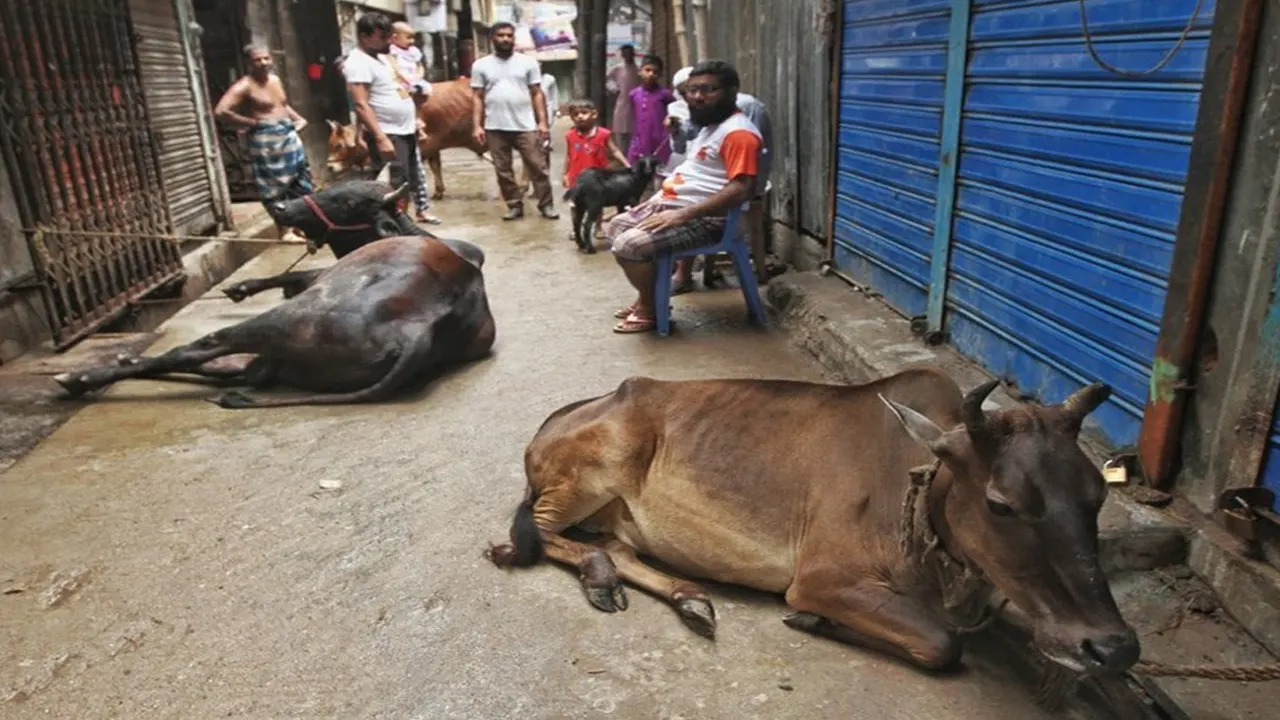 পশু কোরবানির জন্য চলছে প্রস্তুতি। ছবি : সংগৃহীত