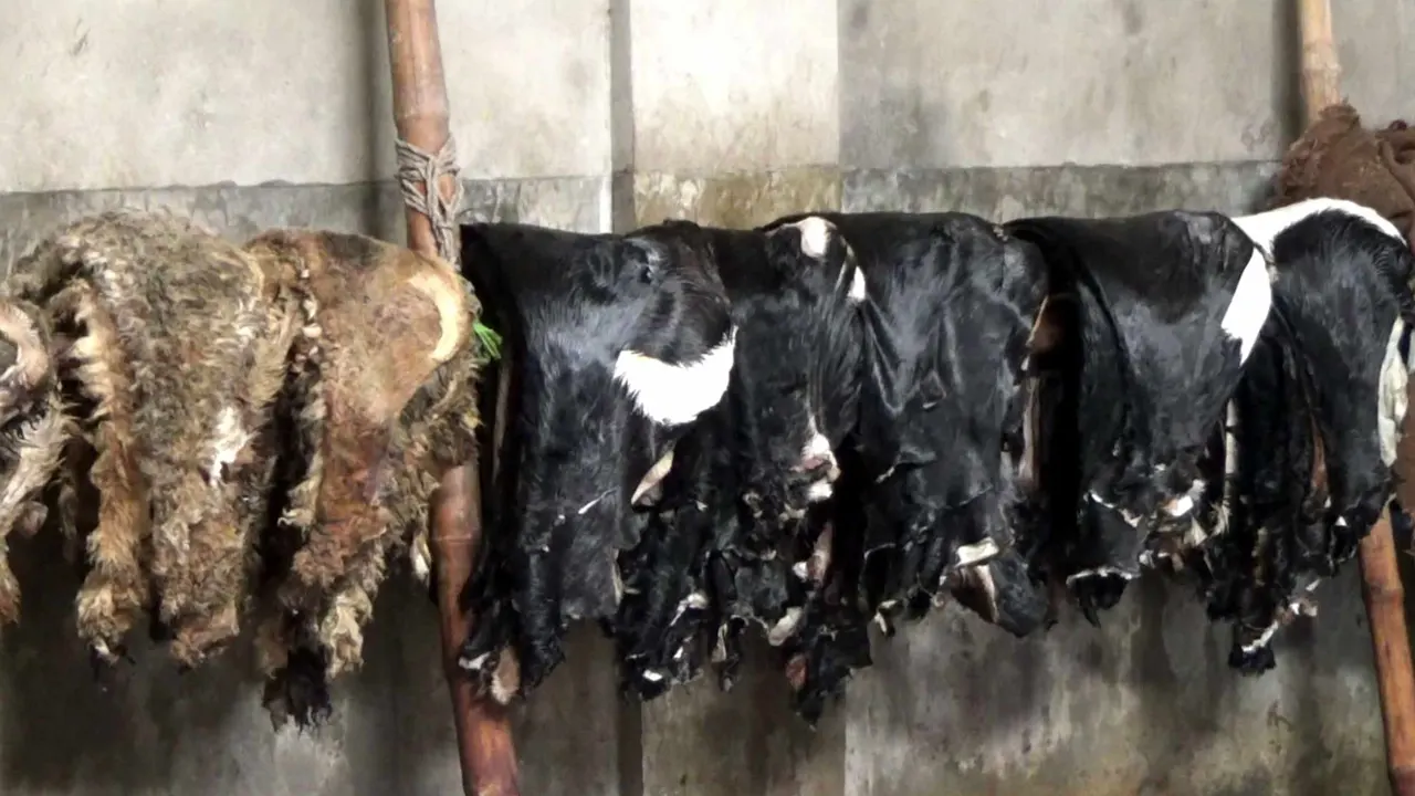 পশুর চামড়া। ছবি : সংগৃহীত