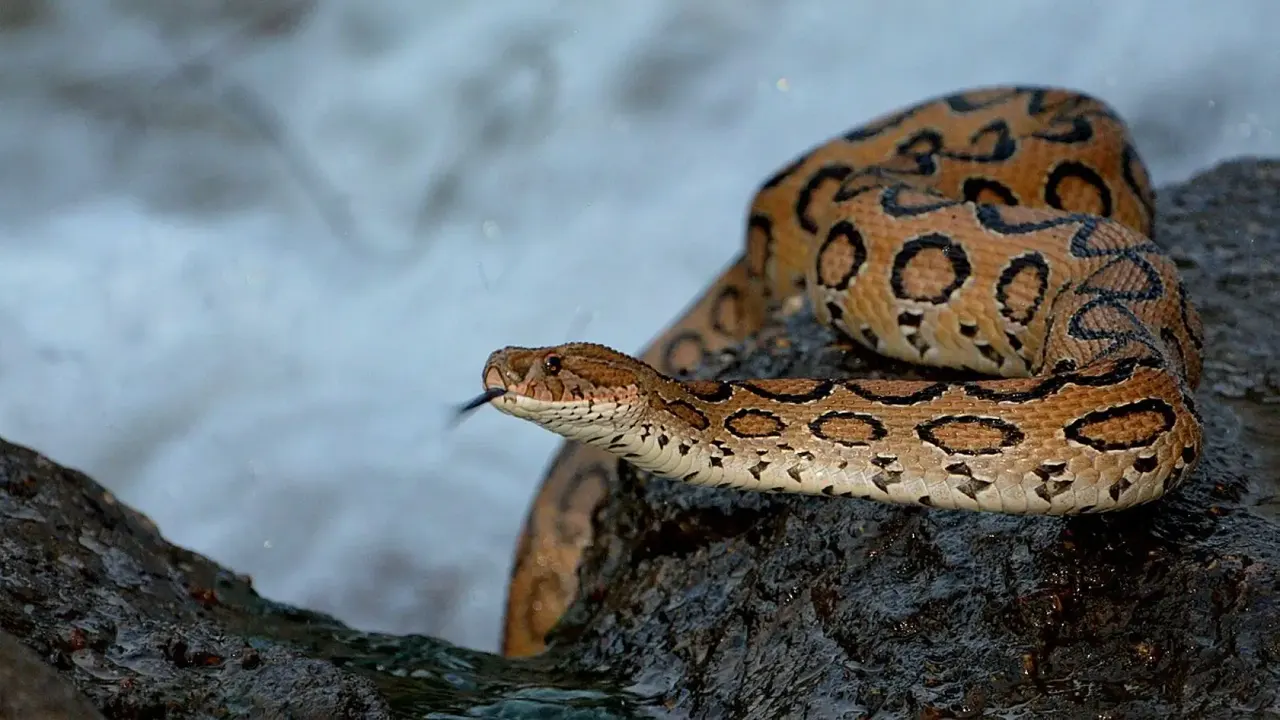 বিষধর সাপ রাসেল ভাইপার। ছবি : সংগৃহীত