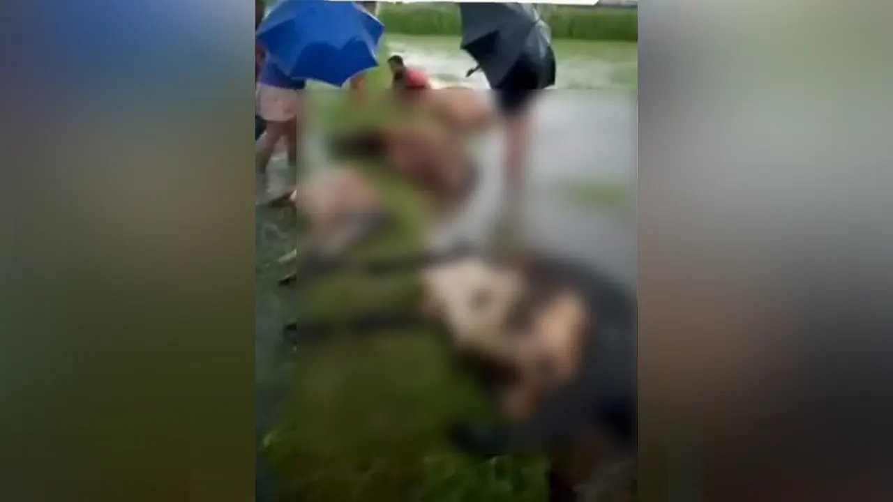 বজ্রপাতে আক্রান্ত গরু। ছবি : কালবেলা