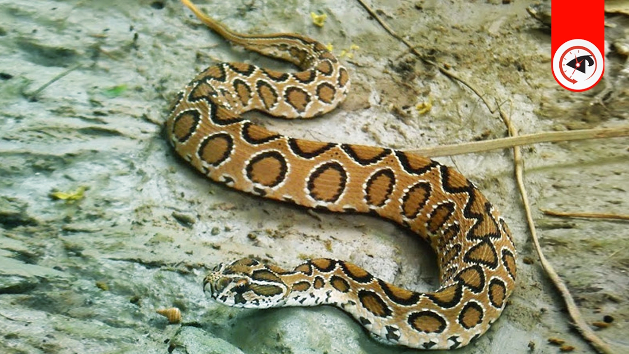 রাসেল ভাইপারের ব্যাপক বিস্তার, ছড়িয়েছে আতংক